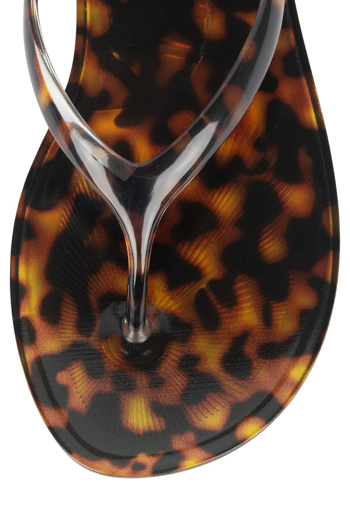 BEACH-DAY Tortoise 4