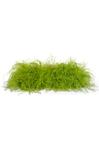 ANIMAL-F Jeffrey Campbell Clutch Green Combo 